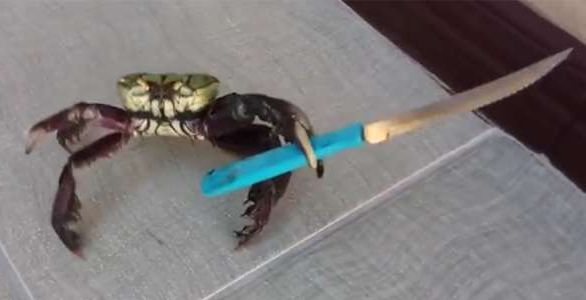 crab with a knife, referring the rust mascot — that is a crab